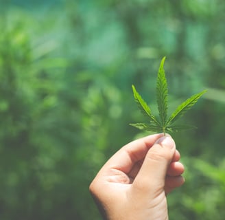 feuilles fleur chanvre cannabis légal cbd le mans zenmans