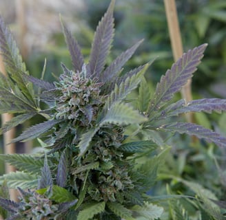 Fleurs de chanvre CBD de qualité supérieure - Zen'Mans CBD Le Mans