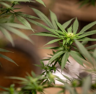 zenmans cbd le mans feuilles de chanvre cbd