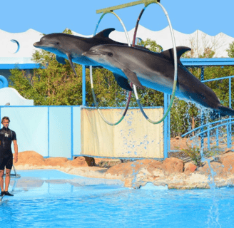 Dolphin performing tricks at Dolphin World Hurghada outdoor delphinarium