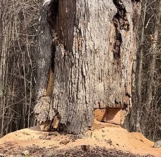 Stump removed for Johnnie Tayloe