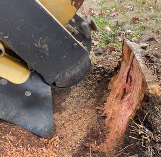 Cherry tree stump removed for Mary Ann Frady