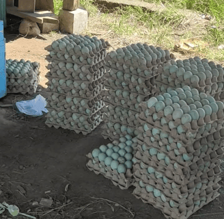 the fresh duck egg from free range farming in rice landfill. 