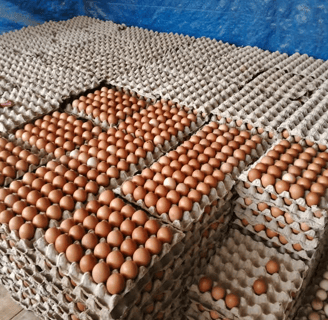 table egg was take from hen farm. the fresh egg will enter to indoeggs warehouse.