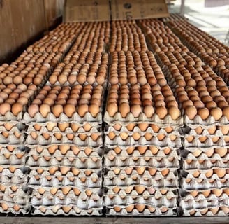 fresh table egg was take from indo egg ware house.