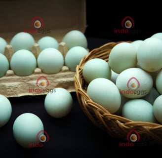 fresh duck egg from free range farm