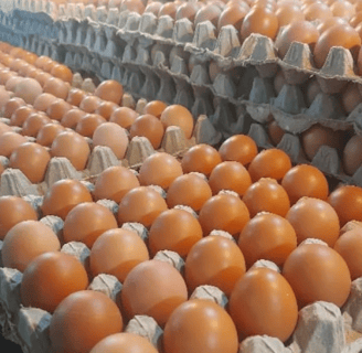 the world of eggs, business egg from farm to you table