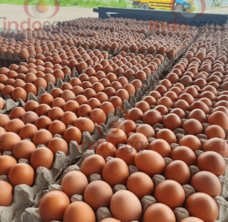 a bunch of fresh eggs on a carton of table eggs