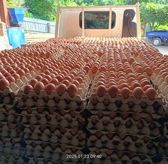 fresh table egg that have been loaded to be delivered to the indoegg customer by egg truck.