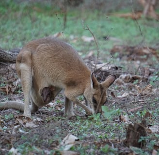Wallaby near our campsite