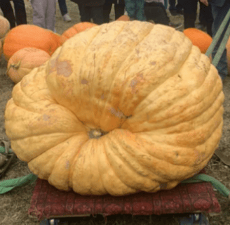 a large pumpkin - shaped pumpkin - shaped pumpkin - shaped pumpkin - shaped pumpkin -