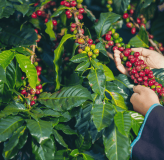 Cafés que dominam o mundo