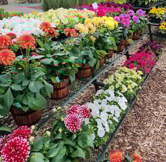 annual flowers