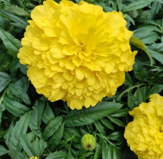 Inca marigolds
