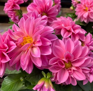 Dahlias