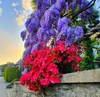 a bunch of flowers in a stone wall