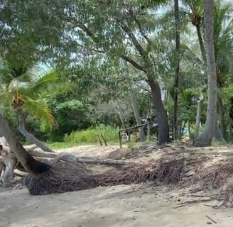 Beauty in Cairns