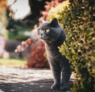 Cat in garden