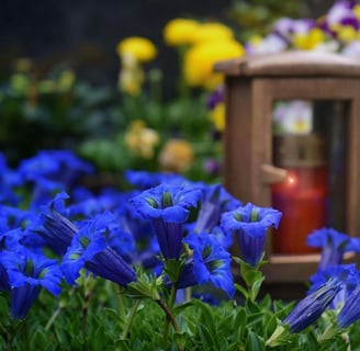 beautiful garden with many flower
