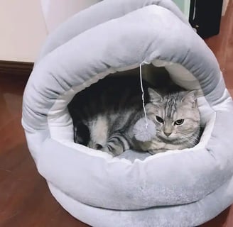 Cat Hut