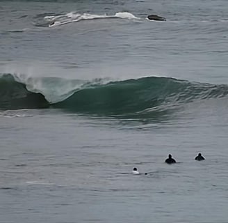 group of surfers in the water staring at a perfect left