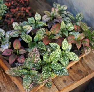 a bunch of plants that are sitting on a wooden table