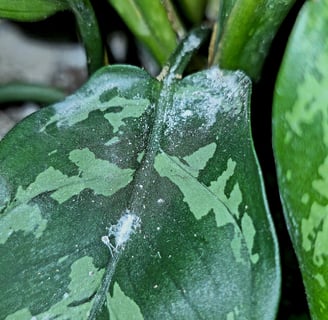 Sooty, cottony white mould caused by mealy bugs