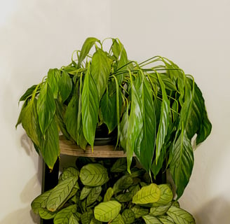 Wilting houseplant