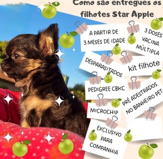 filhote de chihuahua