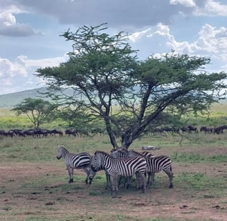Safari , viaggi avventurosi