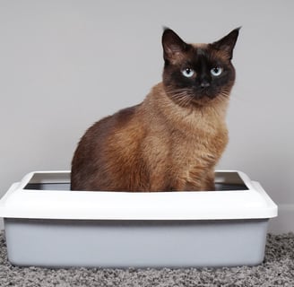 House-Trained Cat Sitting in Cat Toilet or Litter Box