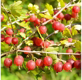 agrise alegerea plantelor/fructelor bio potrivite