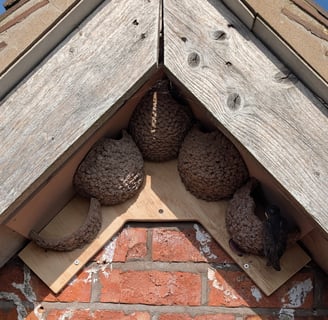 Apex nest cups with half cup to encourage building by Nest Cup Box