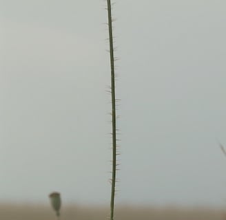 Tall poppy in a field