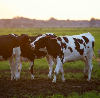 Livestock