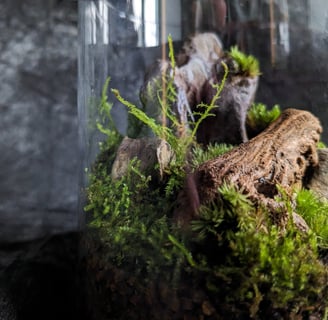 a terrarium contains small animal in a glass jar with moss