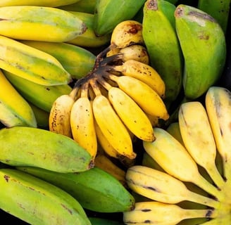 La banane authentique africaine non génétiquement modifiée