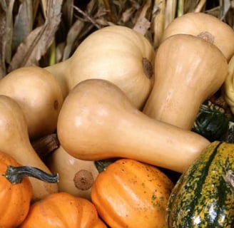 Courges mûrs utilisées pour la fabrication des pôts pour conserver ou boire notre vin de banane afro