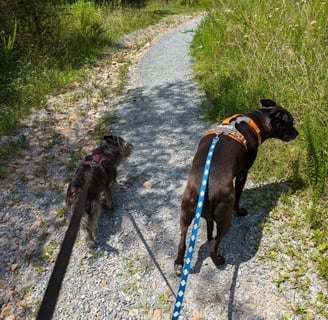 Two black dogs on a trail in the woods