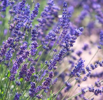 garden plant