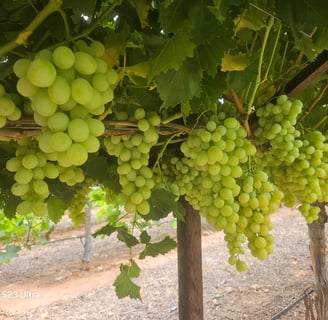 a bunch of grapes hanging from a vine