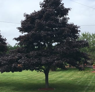 Tree Pruning