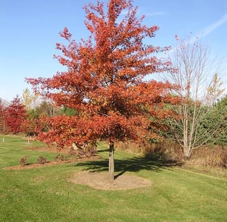 Tree Pruning