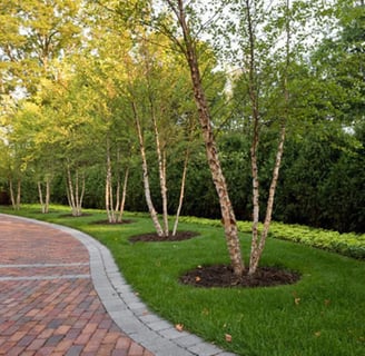 Tree Pruning