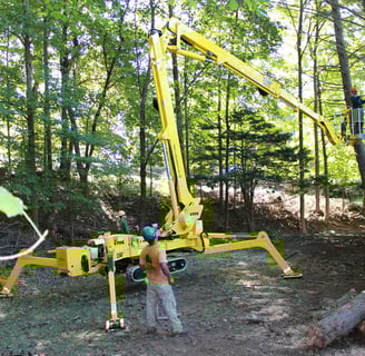 Tree Removal