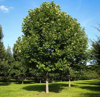 Tree Pruning
