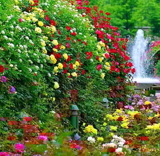 a garden with a fountain and a fountain