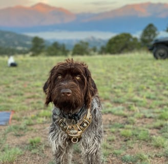 Hank's first adventure.