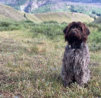 Hank waits for his release command while he gets the perfect pic.