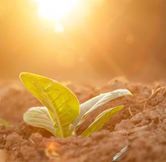 a plant growing out of the ground in the sun